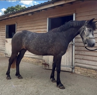 "Fifi " Dapple Grey Mare All Rounder
