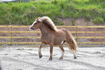 "Frazzel" Chestnut Gelding All Rounder