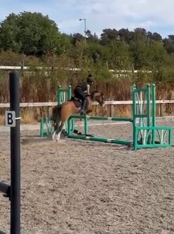 "Manorlea Maggie may" Bay Mare All Rounder
