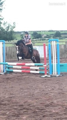"Cilmery Lili Rose " Bay Mare Cob/Heavy Horse