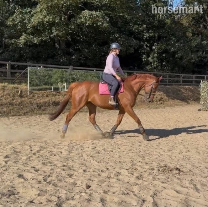 All Rounders  - "Harvey" Chestnut Gelding All Rounder