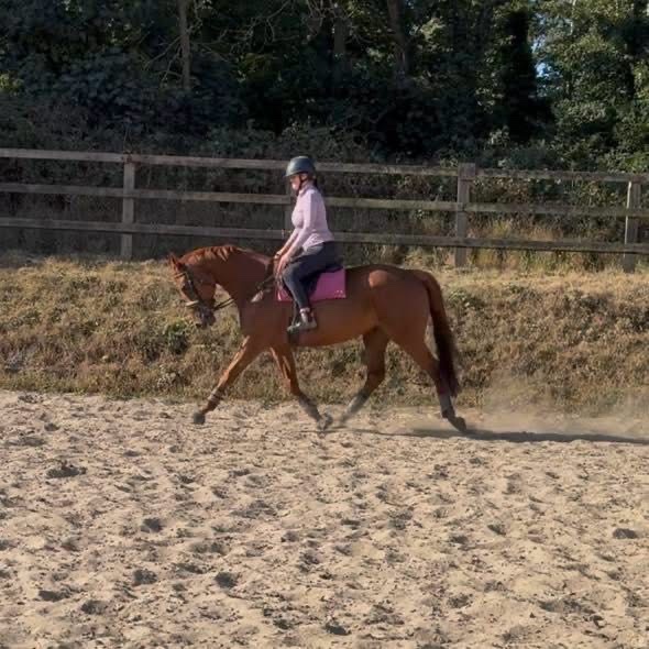 "Harvey" Chestnut Gelding All Rounder - All Rounders 