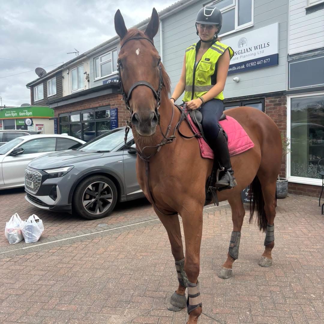 "Harvey" Chestnut Gelding All Rounder - 