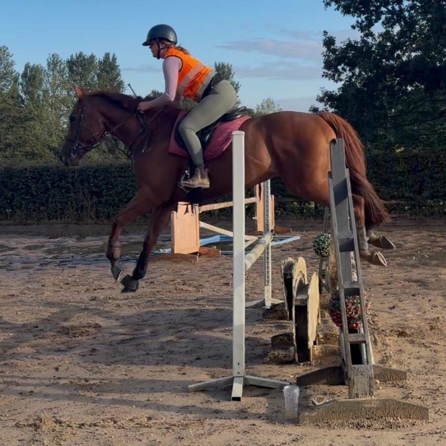 "Harvey" Chestnut Gelding All Rounder - All Rounders