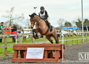 Stunning 16.2hh mare by Sir Shutterfly