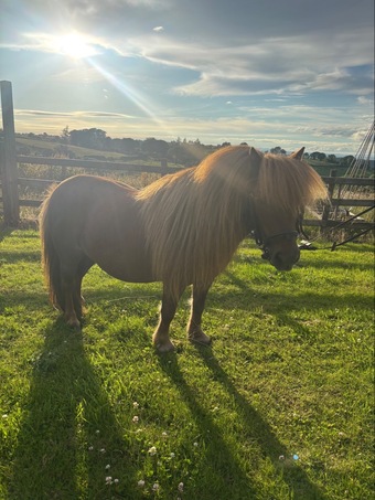 "Longfield Apple Blossom" Chestnut Mare Miniature Horse