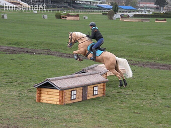 "" Palomino Stallion All Rounder