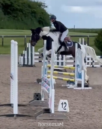"Larcarno JNR " Tri-Coloured Gelding All Rounder