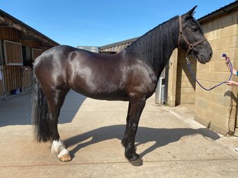 "Abbey" Black Mare Schoolmaster