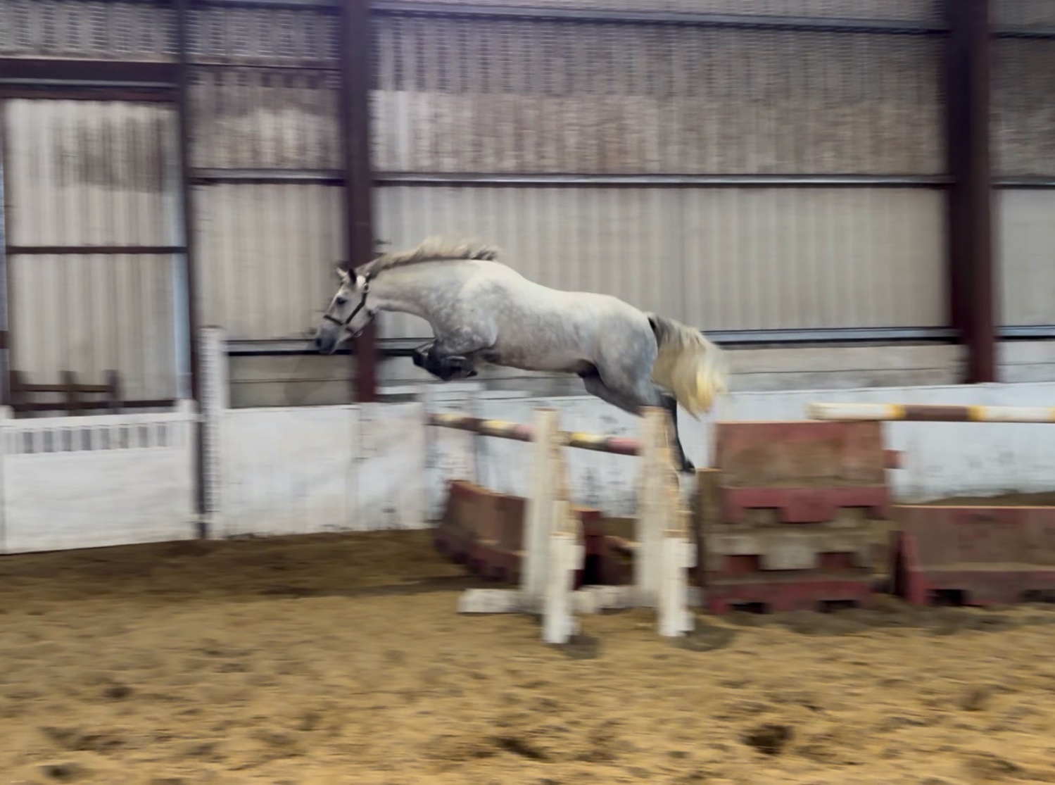  "King: scopey, brave, honest, kind-hearted showjumper type" Dapple Grey Gelding Show Jumper