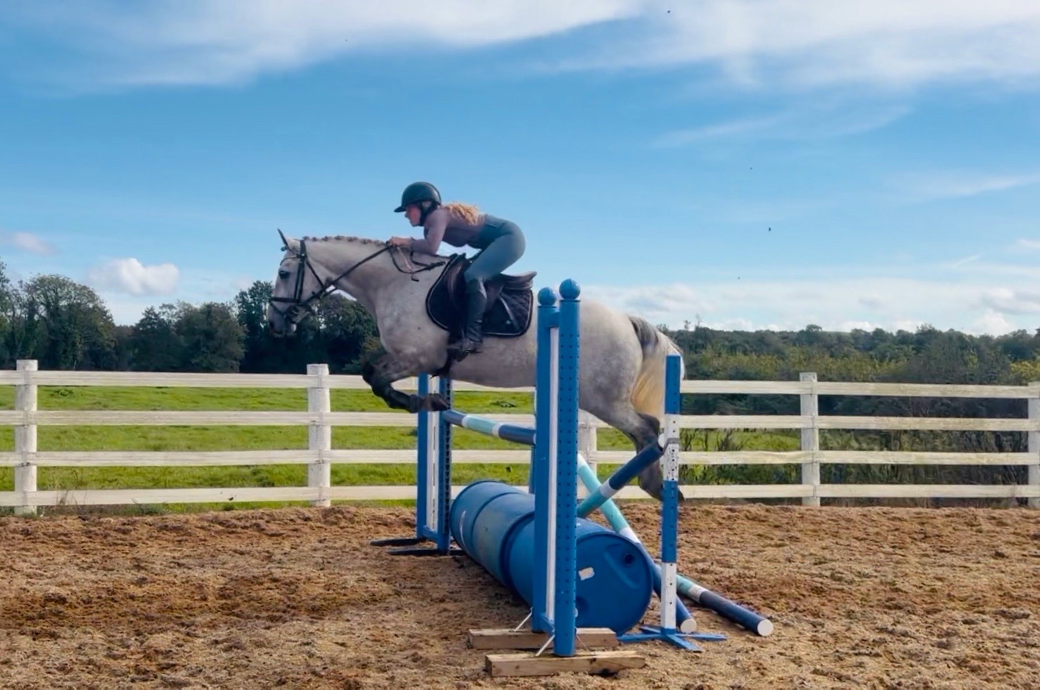 "King: scopey, brave, honest, kind-hearted showjumper type" Dapple Grey Gelding Show Jumper - Show Jumpers in 