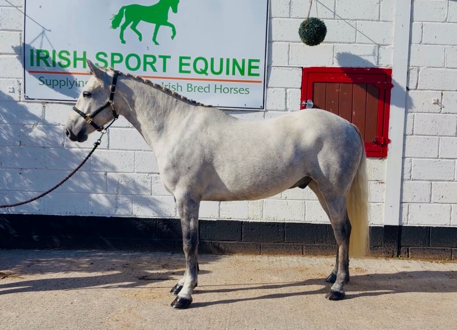 "King: scopey, brave, honest, kind-hearted showjumper type" Dapple Grey Gelding Show Jumper - Show Jumpers