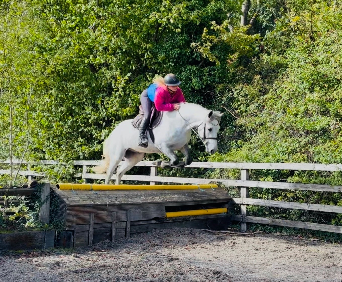 "King: scopey, brave, honest, kind-hearted showjumper type" Dapple Grey Gelding Show Jumper 