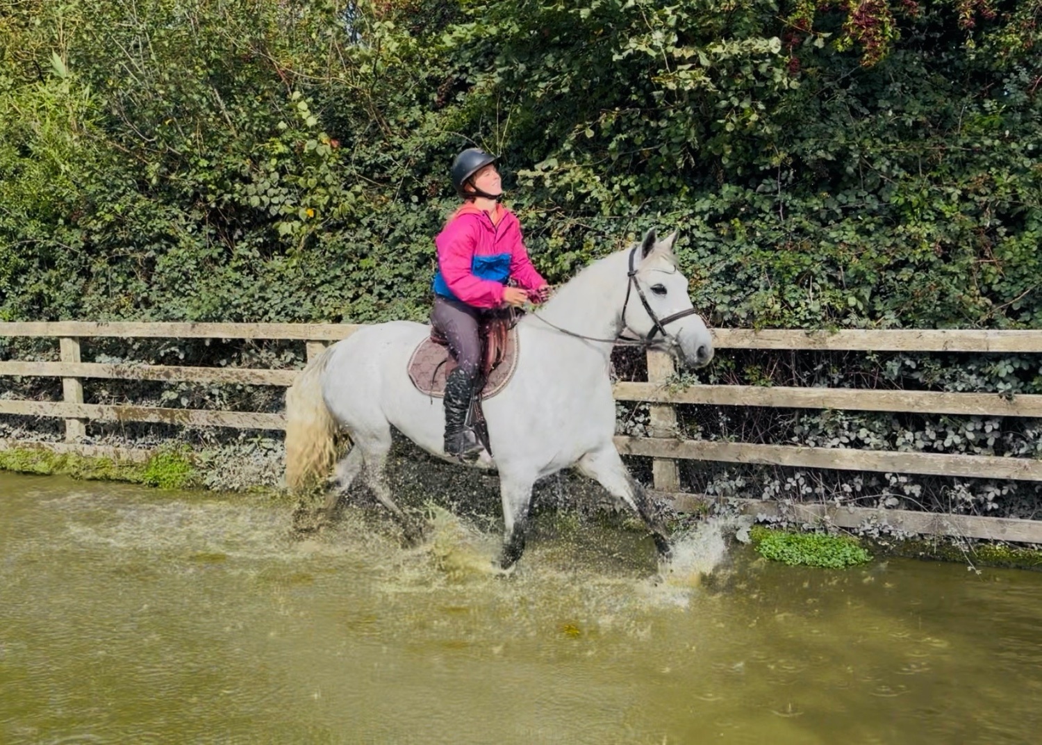 Show Jumpers - "King: scopey, brave, honest, kind-hearted showjumper type" Dapple Grey Gelding Show Jumper in 