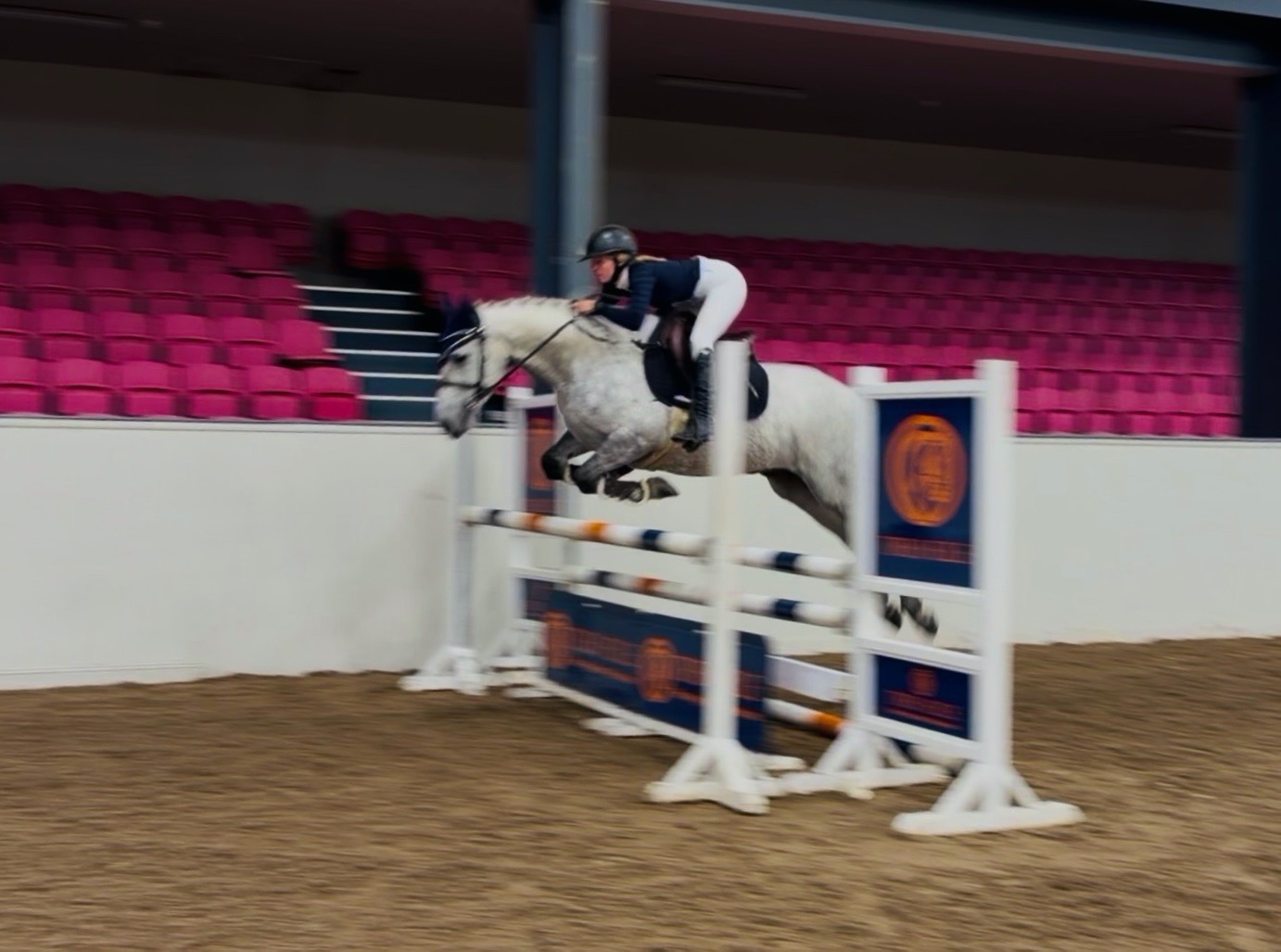 Show Jumpers  - "King: scopey, brave, honest, kind-hearted showjumper type" Dapple Grey Gelding Show Jumper