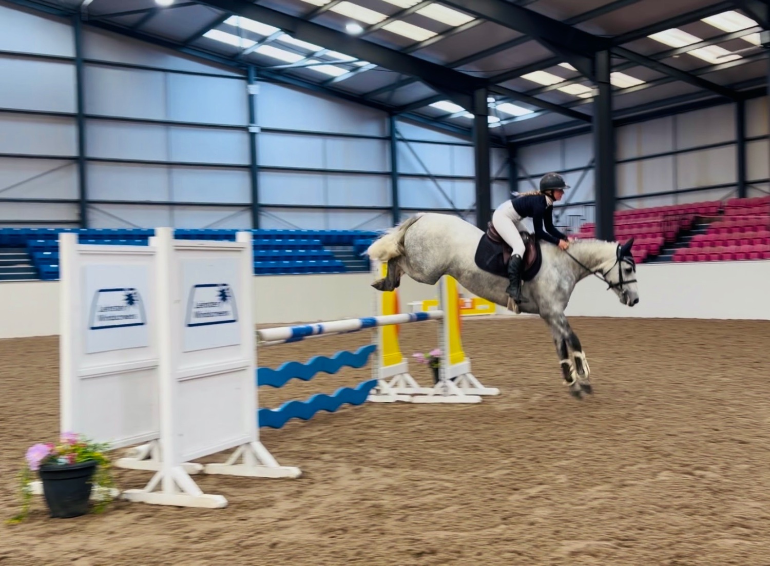 "King: scopey, brave, honest, kind-hearted showjumper type" Dapple Grey Gelding Show Jumper - Show Jumpers 