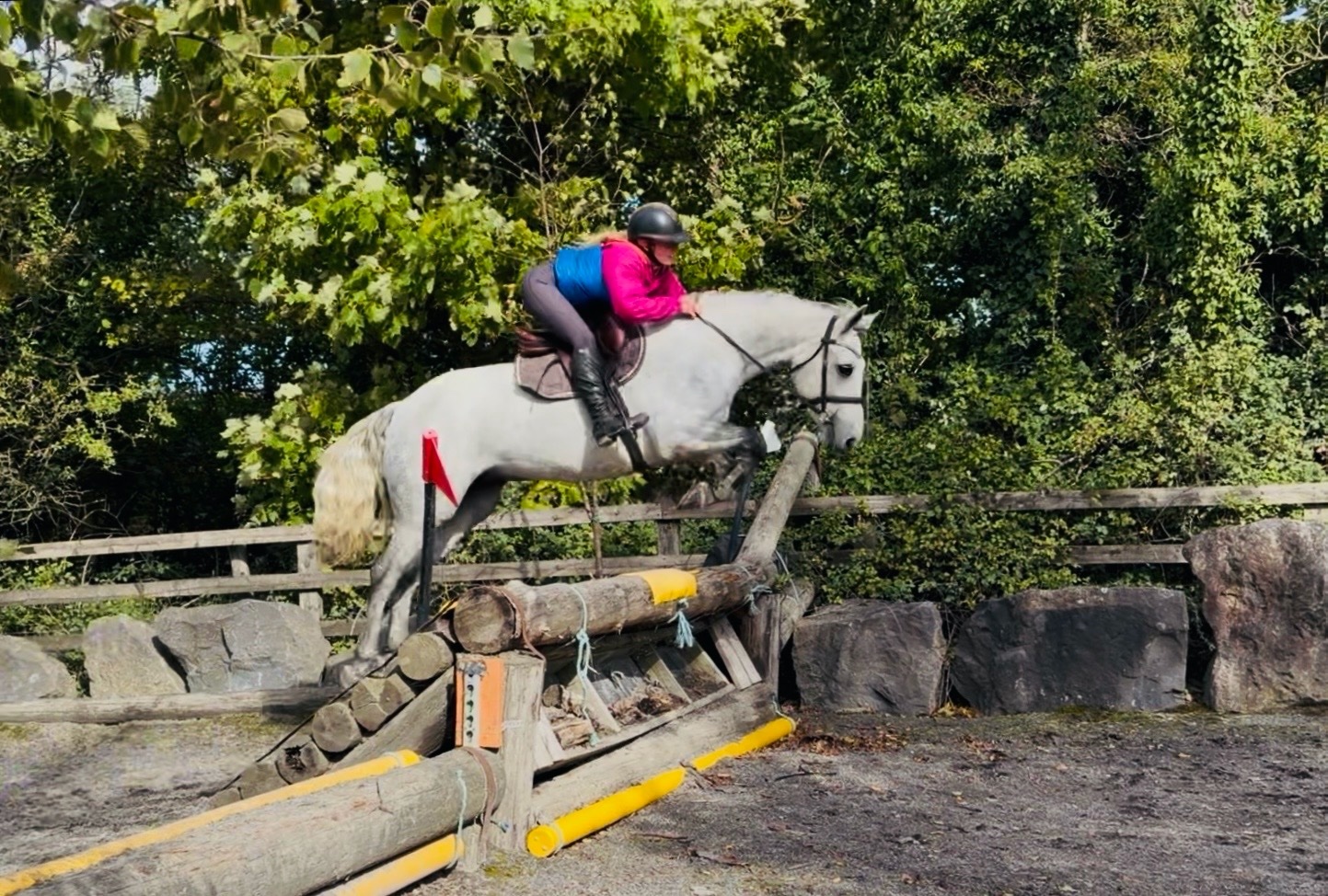 "King: scopey, brave, honest, kind-hearted showjumper type" Dapple Grey Gelding Show Jumper - 
