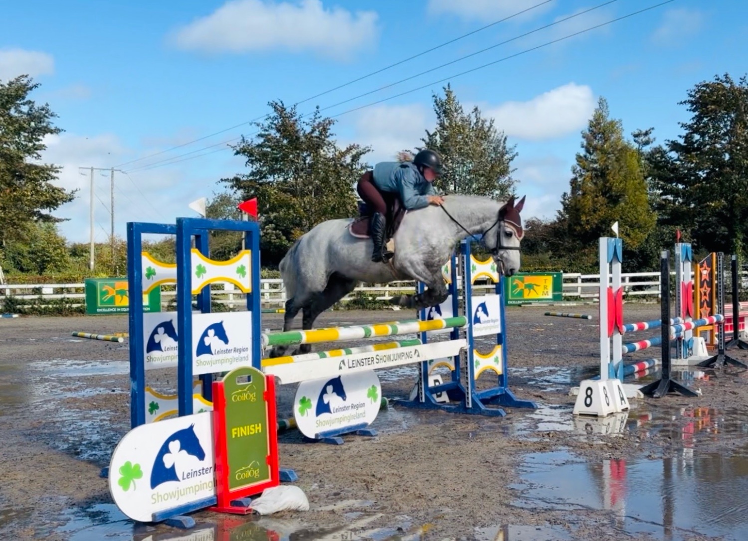 "King: scopey, brave, honest, kind-hearted showjumper type" Dapple Grey Gelding Show Jumper - Show Jumpers