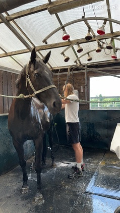 "Black Betty " Black Mare Show Jumper