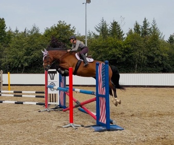 "Braveheart: a true one in a million, quiet, kind, powerful and talented" Bay Gelding All Rounder