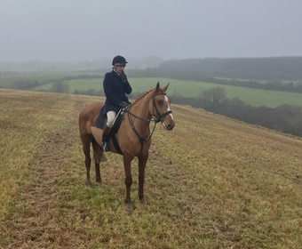 "Sophie’s Clover Roller " Chestnut Gelding All Rounder