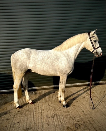 "." Dapple Grey Gelding Showing Horse