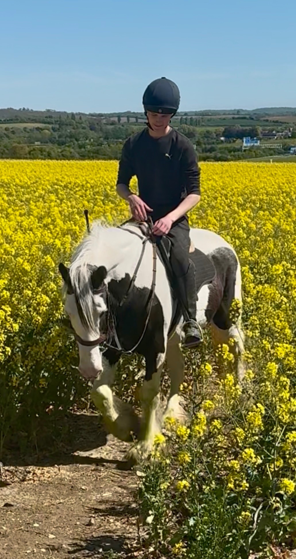 "DREAM" Piebald Mare All Rounder - All Rounders