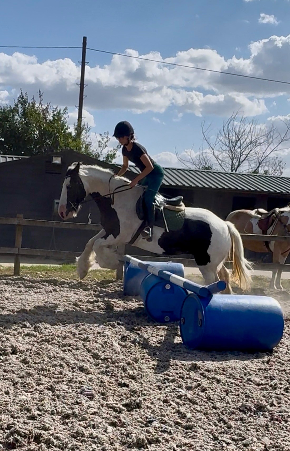 "DREAM" Piebald Mare All Rounder - All Rounders in 