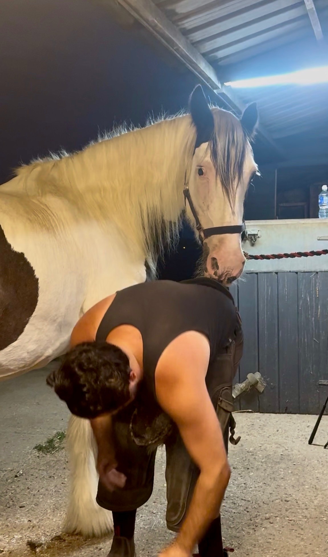 "DREAM" Piebald Mare All Rounder 