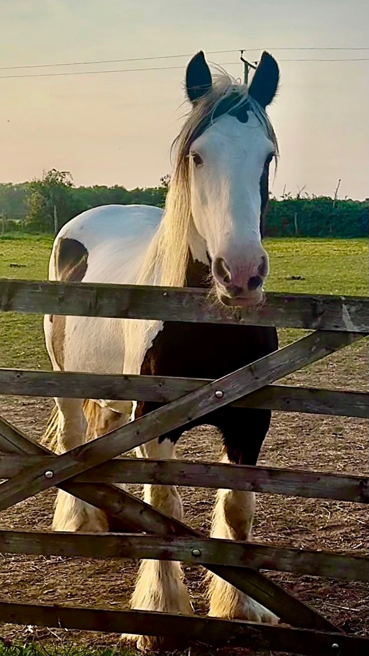 "DREAM" Piebald Mare All Rounder - All Rounders