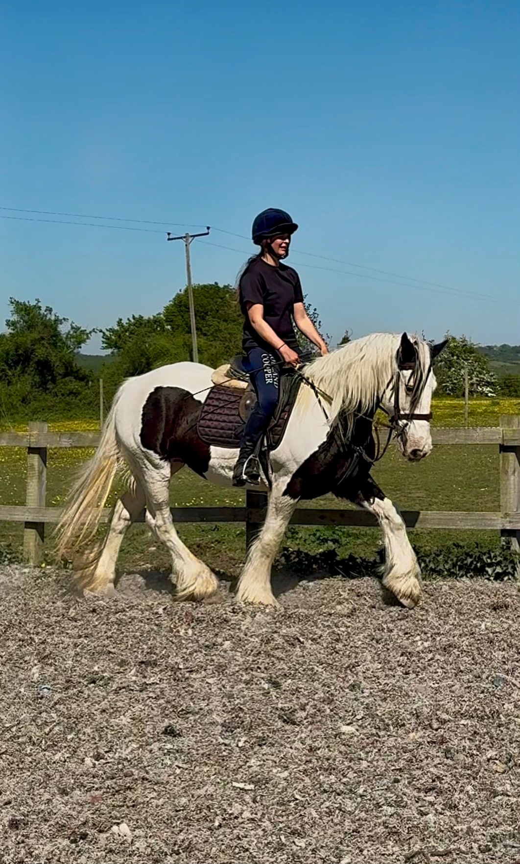 All Rounders - "DREAM" Piebald Mare All Rounder