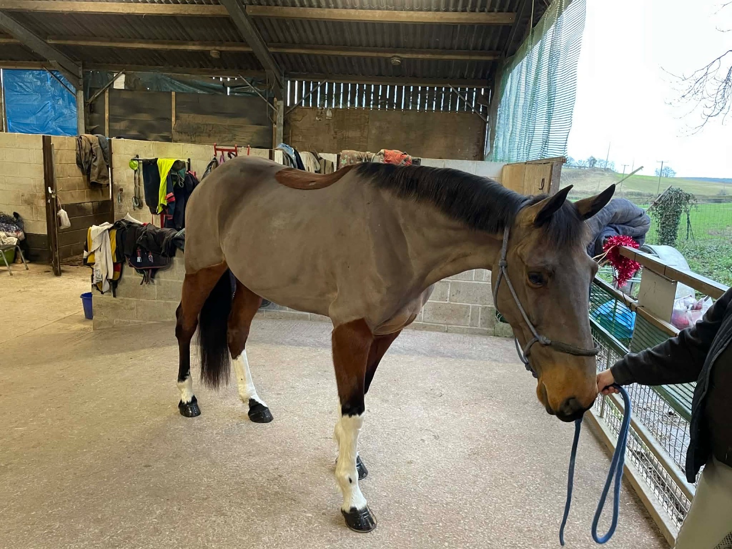 "Joey " Bay Gelding Project Horse - Project Horses 