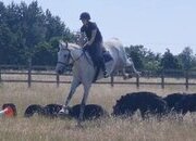 "Silver" Grey Gelding All Rounder
