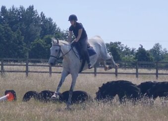 "Silver" Grey Gelding All Rounder