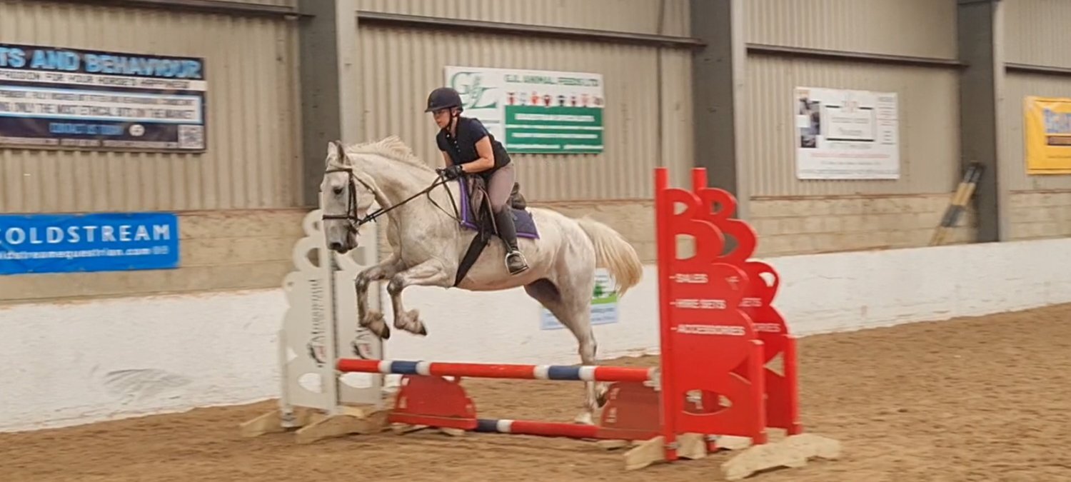 "Silver" Grey Gelding All Rounder - 