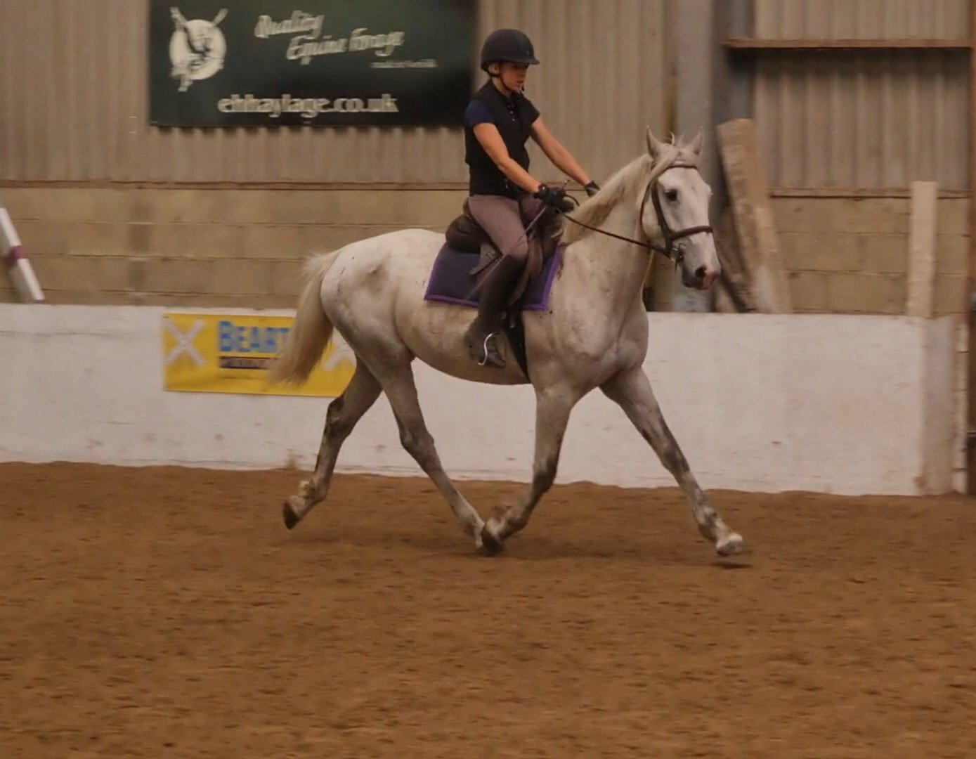 "Silver" Grey Gelding All Rounder - All Rounders