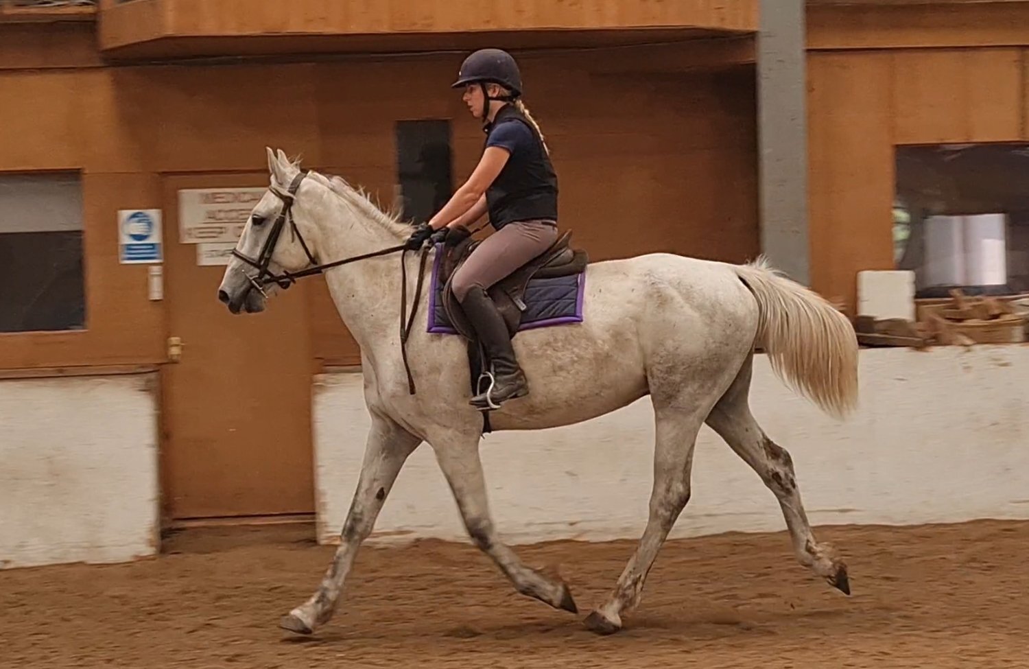 "Silver" Grey Gelding All Rounder