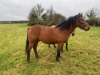 "Fintans Bobby " Bay Gelding All Rounder