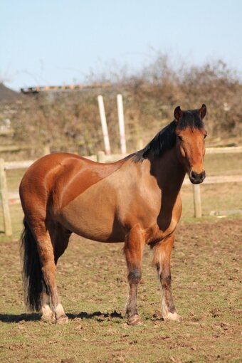 Lucky Lane Bertie II for part loan