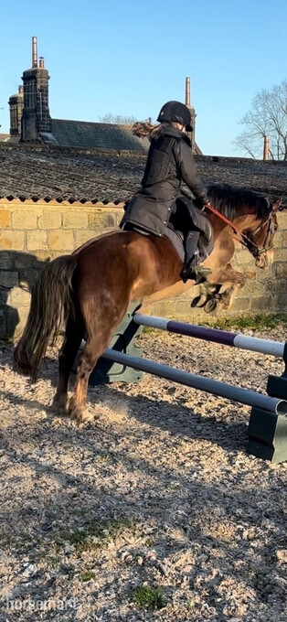 "Glasmon Drama Queen" Liver Chestnut Mare Pony Club Pony