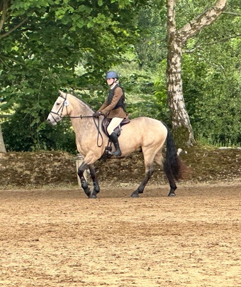 "Lackyle Apollos Spirit" Dun Gelding All Rounder