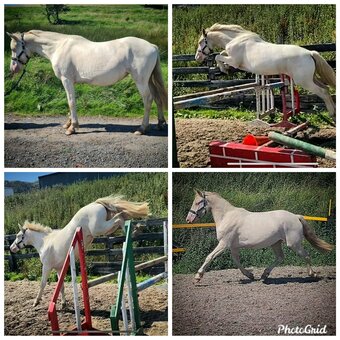 "Cream" Cremello Colt Youngstock / Foal