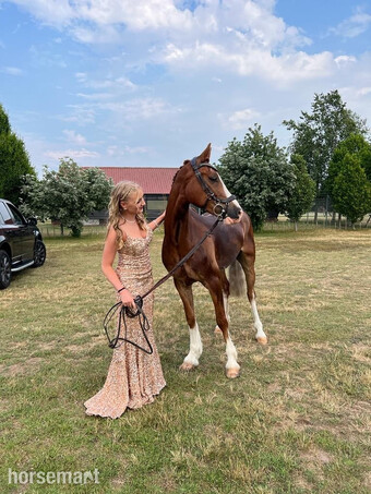 "archie " Chestnut Roan Gelding All Rounder