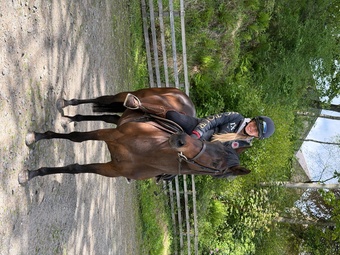 "Lady " Bay Mare Family Horse