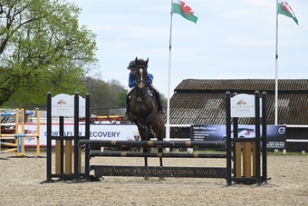 "Ouija" Bay Gelding Show Jumper