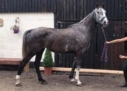 16.2hh ISH Mare lovely allrounder