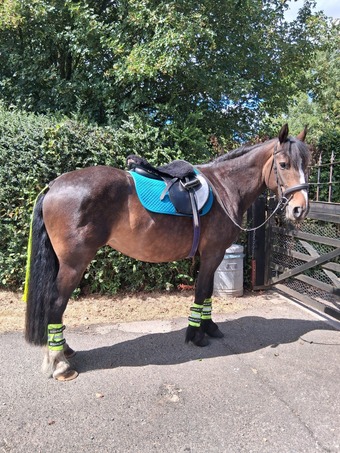 "Lulu" Bay Mare All Rounder