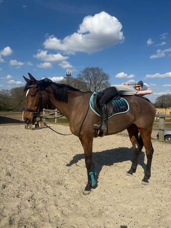 "Deniable " Bay Gelding Ex Racehorse