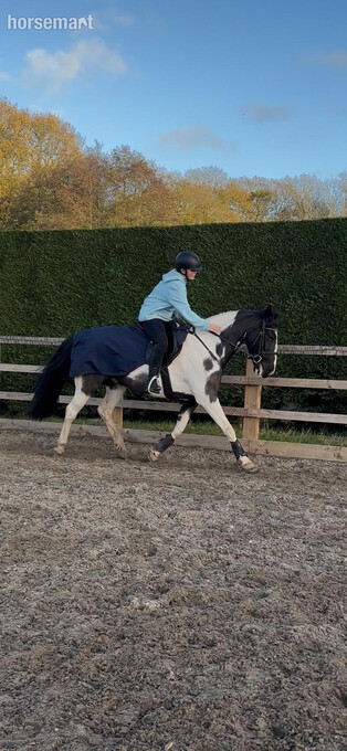 "Peekaboo" Piebald Gelding All Rounder