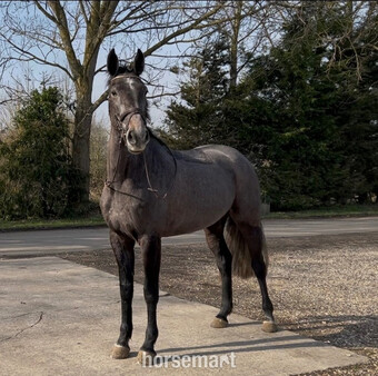 "Tiggy " Iron Grey Mare All Rounder